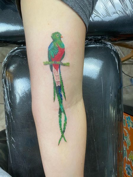 Quetzal Bird Tattoo